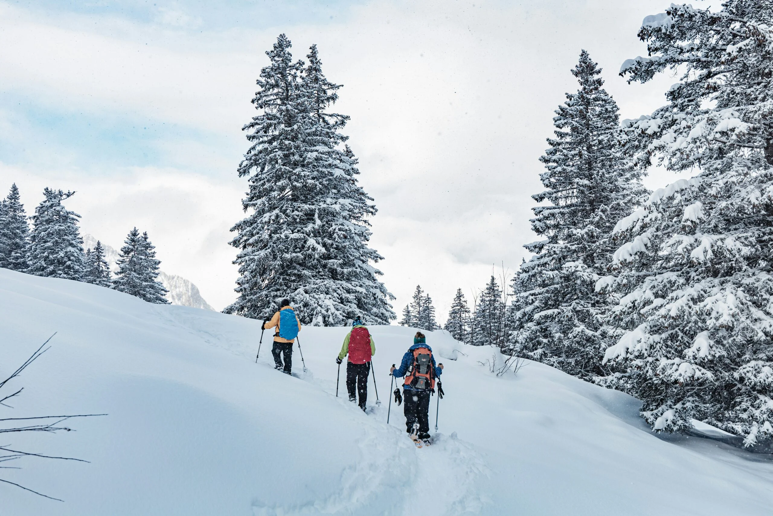 Three snowshoers with backpacks walking uphill between snow-covered fir trees