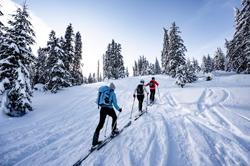 Ski tourers climbing through a snow-covered forest.